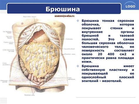 Что такое брюшина?