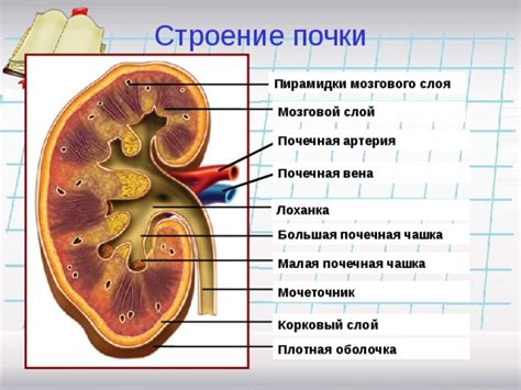 Что такое выделяющиеся пирамидки почек