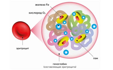 Что такое гемовое железо и какое у него значение?