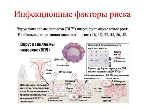 Что такое генотип ВПЧ?