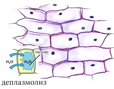 Что такое деплазмолиз и как он возникает?