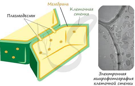 Что такое клеточная стенка в растительных клетках?