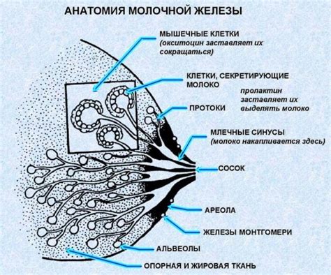 Что такое коричневые бугорки?