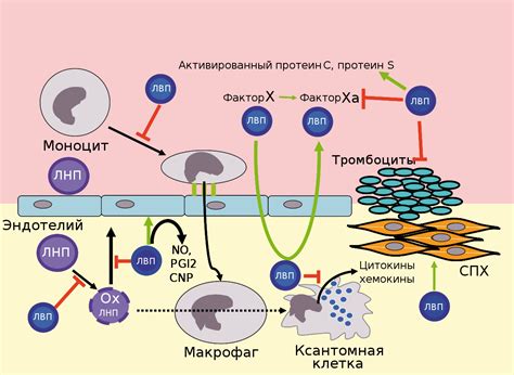 Что такое липопротеины высокой плотности?