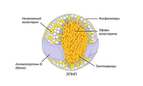 Что такое липопротеины низкой плотности?