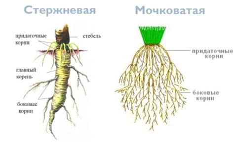 Что такое мочковатая корневая система?