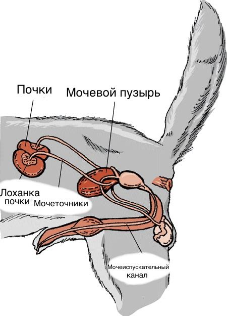 Что такое переполненный мочевой пузырь у кота