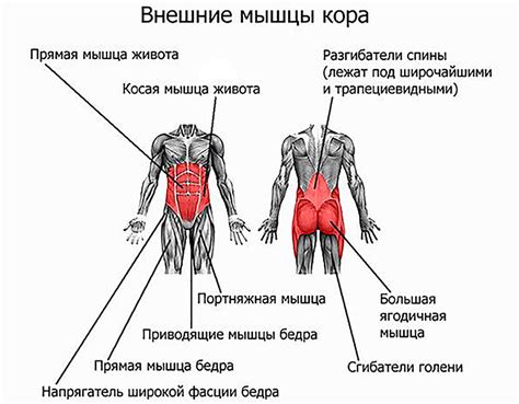 Что такое растяжка мышц кора