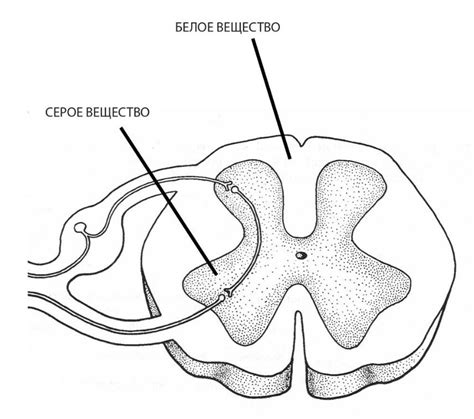 Что такое серое и белое вещество?