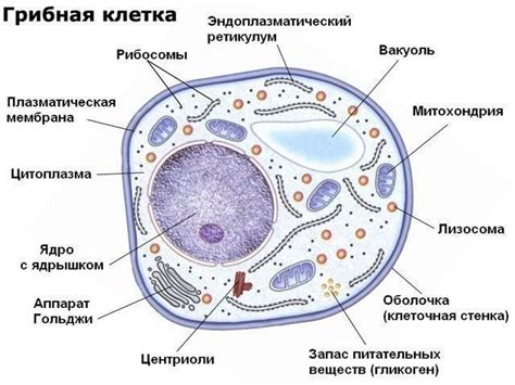 Что такое сократительная вакуоль?