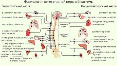 Что такое соматическая нервная система и как она работает