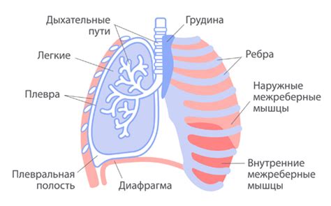 Что такое спайка на легком?