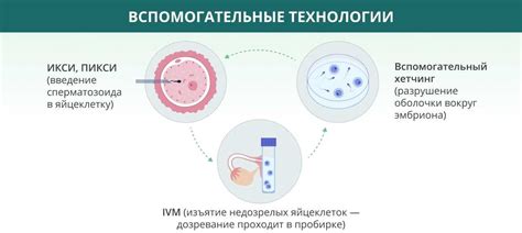 Что такое хетчинг эмбрионов при ЭКО?