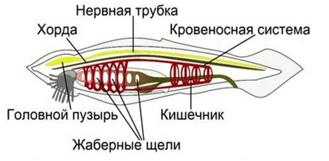 Что такое хорда в биологии?