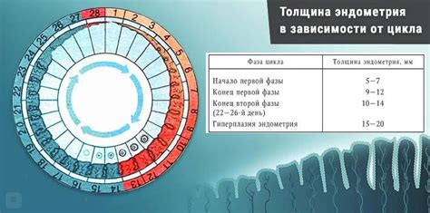 Что такое эндометрия и какая норма толщины?