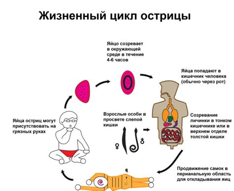 Что такое энтеробиоз и почему важно его исследовать?