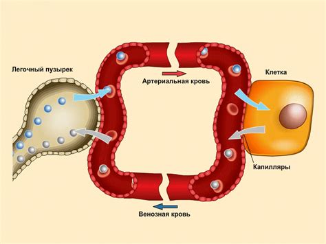 Что такое 5 RBC МКЛ в моче?