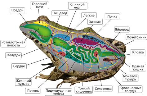 Чувствительные органы лягушки