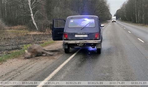 Шаг 2: Укажите наличие животного на дороге