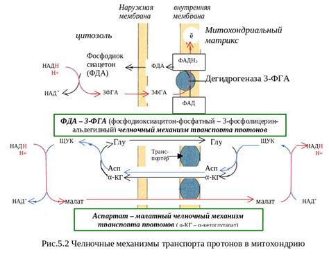 Шестикомпонентный комплекс I комплекса дыхательной цепи