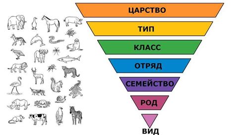 Эволюционное развитие и классификация в животном мире