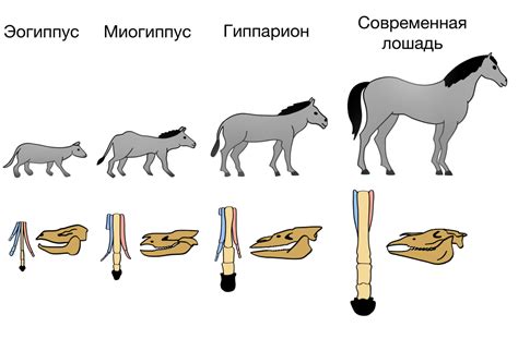 Эволюционные причины сходства