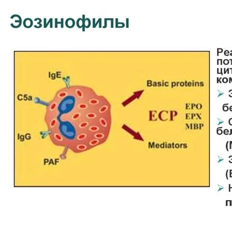 Эзиофиновый катионный белок: что это?