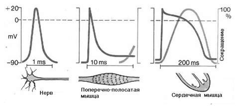 Экзитаторные синапсы и их роль в передаче возбуждения