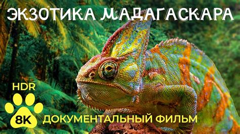 Экзотические игуаны и хамелеоны