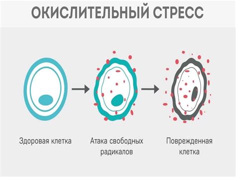 Экзоцитоз и оксидативный стресс