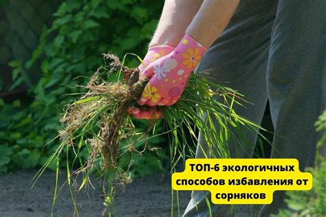 Экологически безопасные способы избавления от коршуна