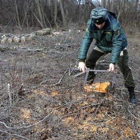 Экономические аспекты незаконной рубки