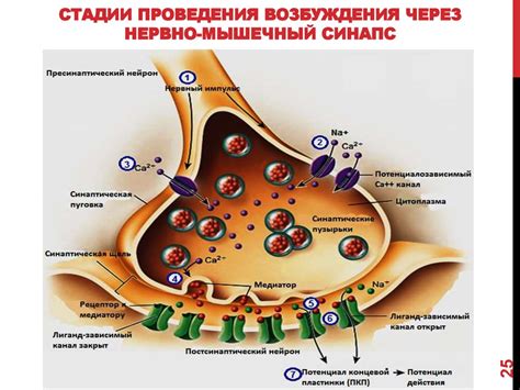 Электрическая и химическая передача сигналов в нервной системе