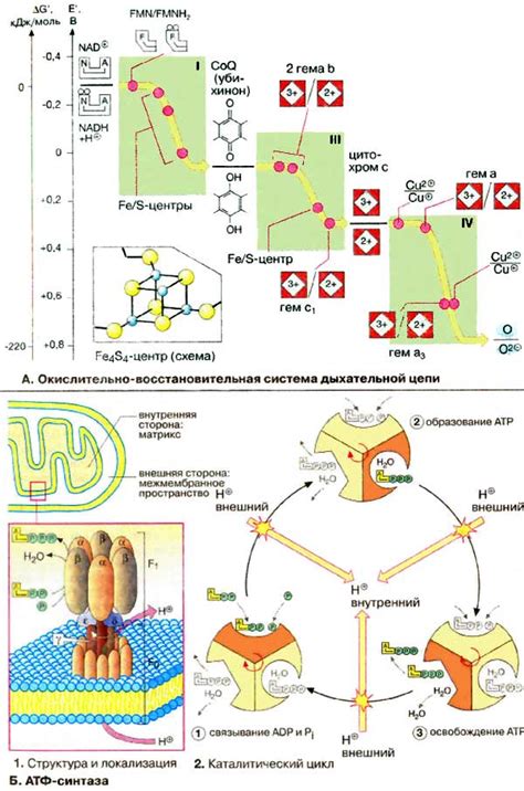 Электронный транспорт и синтез АТФ