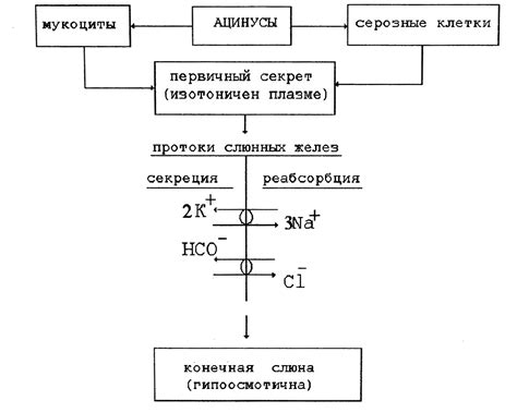 Электрофизиологические процессы, определяющие возбудимость клеток