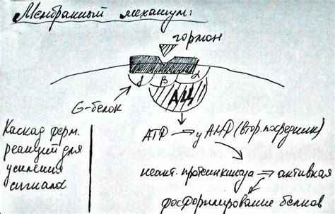 Электрохимические механизмы передачи сигналов в усть качка