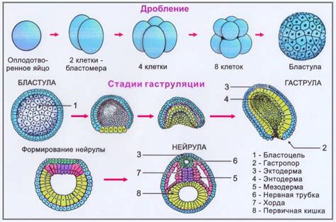 Эмбриональное развитие