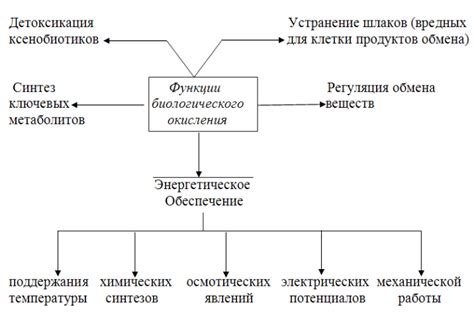 Эндергонические реакции в клетках организма