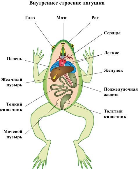 Эндокринная система лягушки