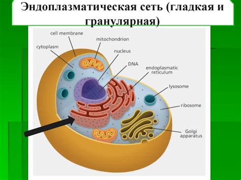 Эндоплазматическая сеть: синтез белков и жиров