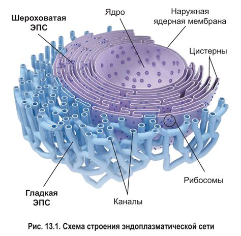 Эндоплазматическая сеть в клетке 6 класс: функции и строение