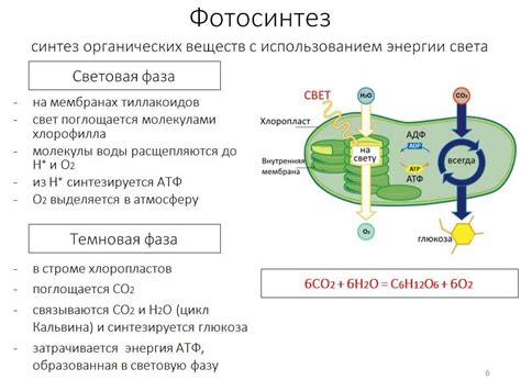 Энергетический метаболизм клетки