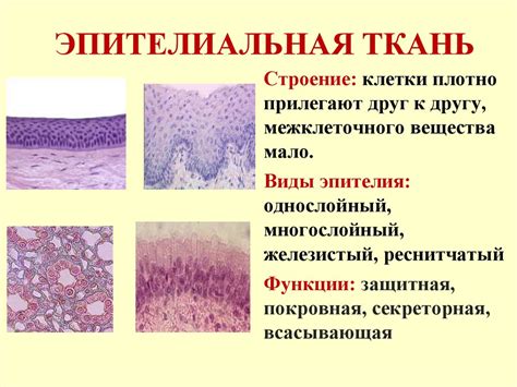 Эпителиальные клетки: функции и строение