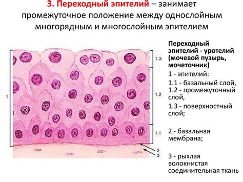 Эпителий и его роль в 8 классе