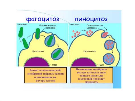 Этапы фагоцитоза и жизненный цикл фагоцитов