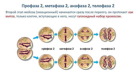 Этап метафазы в жизненном цикле клетки