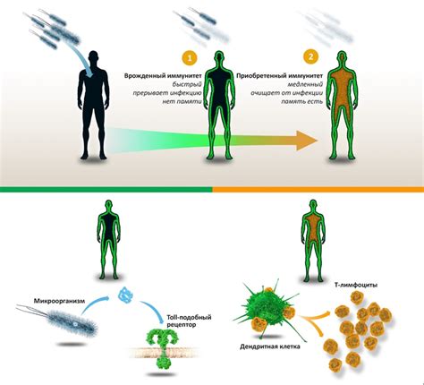 Эффективность врожденного и приобретенного иммунитета в защите организма