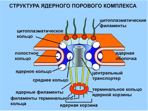 Ядерные поры и транспорт веществ в ядре эукариотной клетки