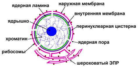 Ядерный ламина и поддержка структуры ядра эукариотной клетки