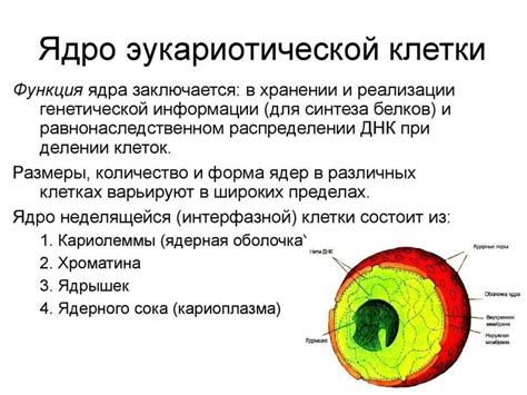 Ядро клетки 6 класс: функции и структура